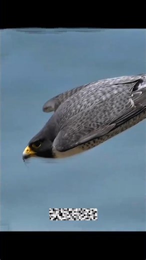 “The World’s Fastest Killer Bird 😱 | Peregrine Falcon Speed & Death Punch 💥