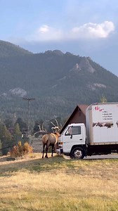 437K views · 5.7K reactions | Here’s another example of how big an elk is - standing in front of a delivery truck! www.GoodBullGuided.com #Photography #wildlife #nature #colorado #goodbull #elk #bullelk #mountains #truck #funnyanimals | Good Bull Outdoors | Facebook