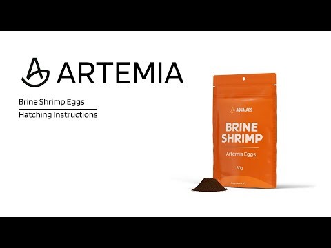 How to Hatch Live Brine Shrimp - Quick Tutorial
