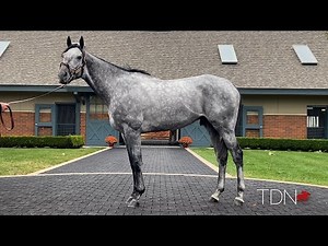 Homebred Champion Essential Quality Takes His Place in Darley Stud Barn