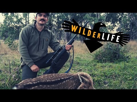 How to skin a deer cleanly - field dressing wild game