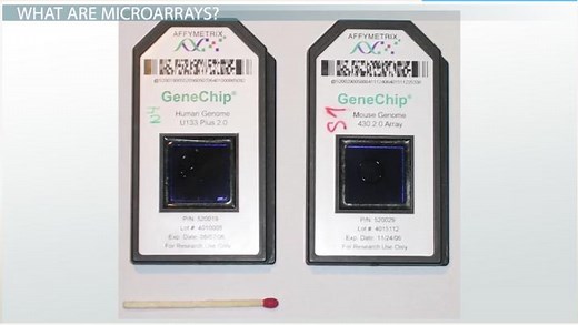 DNA Microarray Definition, Analysis & Gene Expression