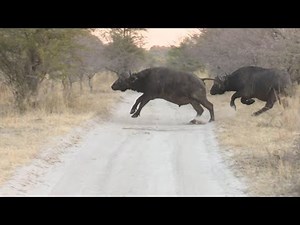 African Buffalo Hunt. Namibia Caprivi Hunting at it's best #2