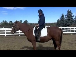 how to adjust your stirrups in your saddle
