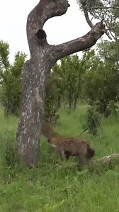 123K views · 965 reactions | Animal Planet TV on Reels | Facebook