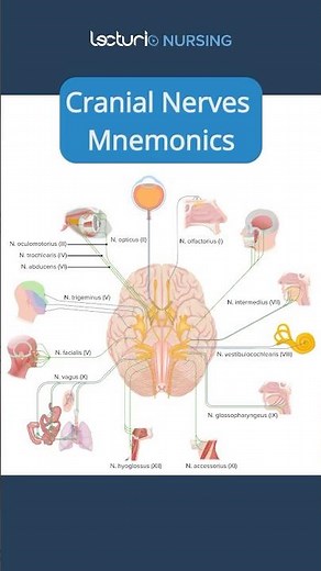 The 12 Cranial Nerves: A Fun Mnemonic to Remember Them 🧠