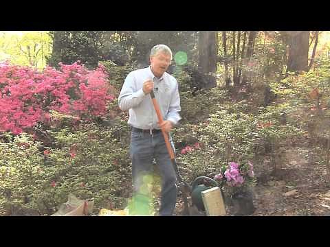 Walter Reeves – Planting Azaleas