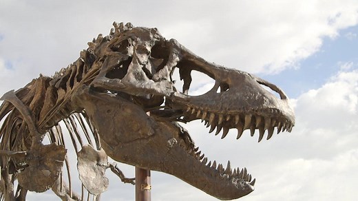 323K views · 1K shares | How do you move a giant dinosaur? See the intricate process by which the Nation's T. rex—one of the most complete Tyrannosaurus rex specimens ever found—is transported. | National Geographic | Facebook