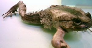 Meet the Hairy Frog