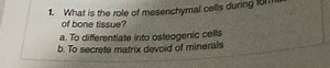 What is the role of mesenchymal cells during I of bone tissue?... | Filo