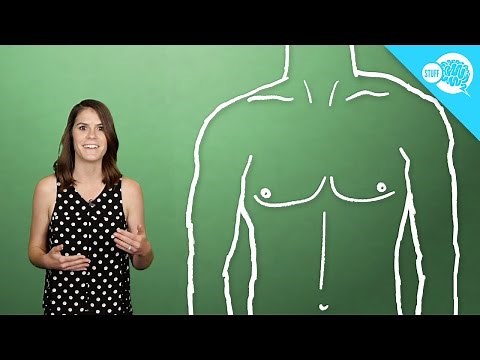 Why Do Men Have Nipples?