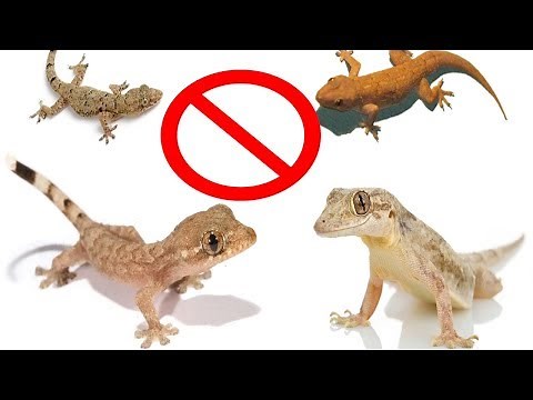 How To Get Rid From Lizard | Best Solution to Get Rid From Lizard