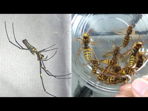 The battle between the giant orb spider and the hornet was so intense