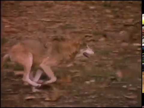 FREE FOOTAGE Wolf Running Slow Motion
