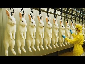 How Rabbit Meat & Fur Are Produced Today – Inside the Global Farm-to-Factory System