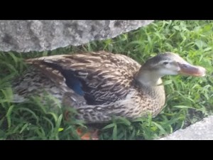 安倍晋三元総理暗殺事件の真相とは 誰も触れていない女子高生の謎 #安倍元首相銃撃