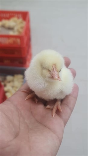 ‏انتحر بعدها وربنا 😂😂😂 #عمر_فرج #ضحك_وناسة #السعودية