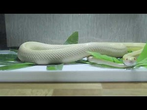 Albino Snake Up Close | Rare Exotic Reptile Pet | 4K | Albino Python Facts & Care
