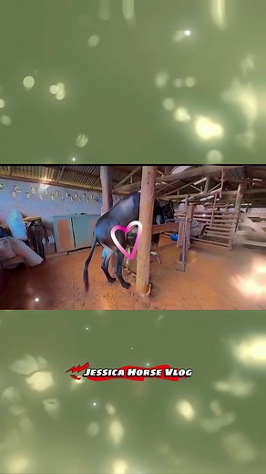 Horse Breeding Insights: Male Donkey and Female Horse