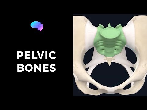 Bones of the Pelvis (3D Anatomy Tutorial) | UKMLA | CPSA | PLAB 2