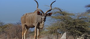 Kudu hunting trips