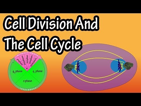 How Do Cells Divide - Phases Of Mitosis - Cell Division And The Cell Cycle - Cellular Division