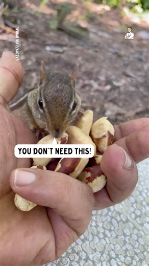 Lets see how many this chipmunk can fit in its mouth... 😂 | Dad Jokes