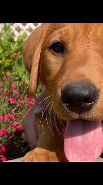 Calm & Snuggly Fox Red Labrador Red Female Puppy 9 weeks