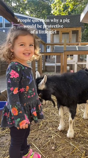 Our Little Coop on Instagram: "People questioned why my pig stepped in to “protect” my daughter from what she perceived as a threat to her safety (even though the goat was just being friendly and trying to play). They didn’t see this part… They didn’t see them grow up together. I’ll just show you why. This video speaks for itself 🤍 #ProtectorPig #FarmBesties #MiniPig #KidsAndAnimals #GoatAndPig #FarmLife #CutestPets #Protector #OurLittleCoop #Family #FarmAnimals #SmallFarm #Homesteading #PigLif