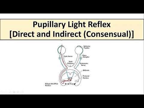 Pupillary Light Reflex
