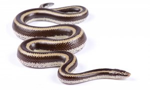 Rosy Boa