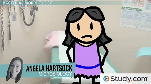 Morphology of Bacteria | Definition, Shapes & Arrangements