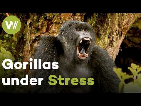 Rwanda's Mountain Gorillas: From Conservation Miracle to New Dilemma | Gorillas under Stress (2020)