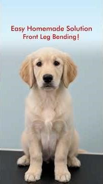 Easy Homemade Solution For Front Leg Bending❓