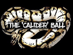 The 'Calider' Ball Python