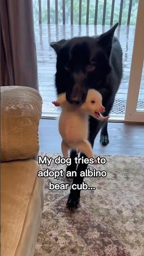 Dog brings an albino bear home😳❤️ #wholesome #animals