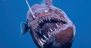 Rare fish spotted on ocean surface for first time