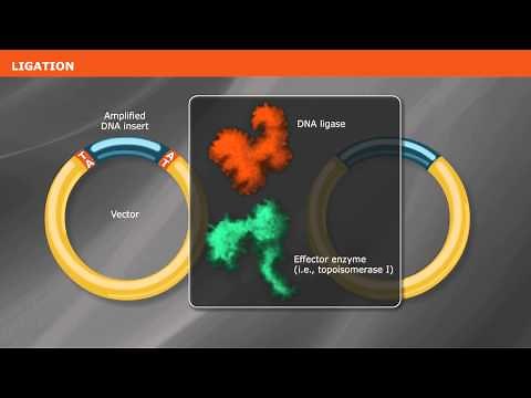 Overview of PCR Cloning