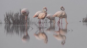 725K views · 900 shares | When their heads are down, flamingos find safety in numbers. | National Geographic | Facebook