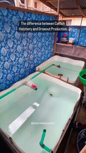 Complete Guide to Catfish Farming: Hatchery Production & Grow-out Techniques