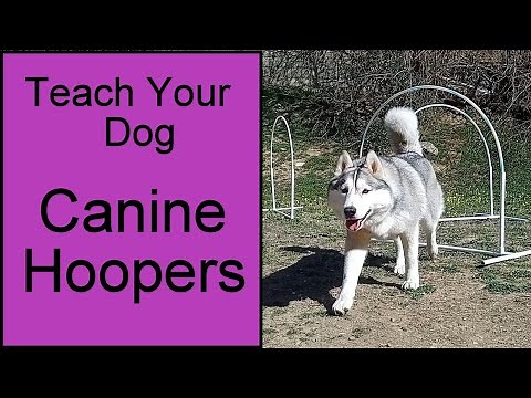 Teach your dog Canine Hoopers (dog sport) with Husky & Cocker Spaniel