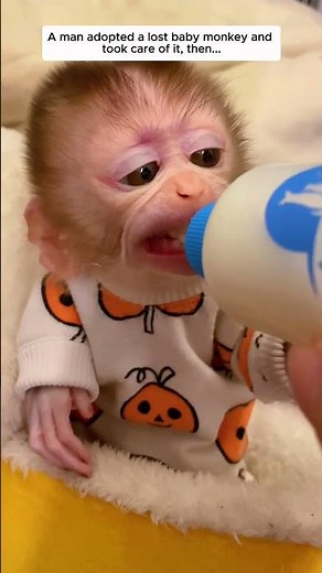 A man adopted a lost baby monkey and took care of it, then...