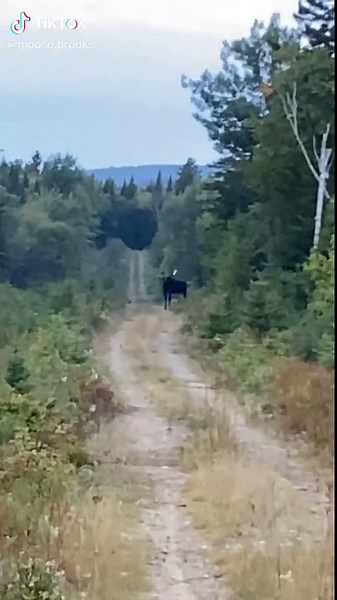 Moose Brooks on TikTok