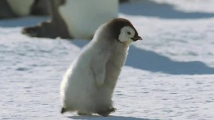 11K views · 233 reactions | Catch the CBeebies Snow Babies special today at 8:25am, then on iPlayer. All the cuteness, none of the circle-of-life reality! | CBeebies Parenting | Facebook