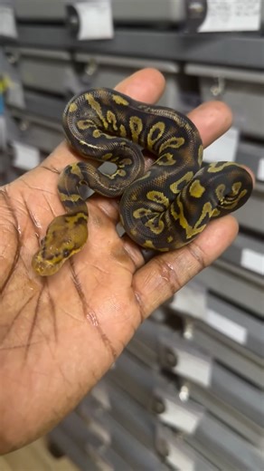 🔥 Season Holdback Highlight: Stranger Clown 50% Het Puzzle 🧩 | Must-See Morph Reveal!