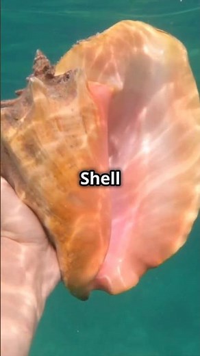 Types of Shells: Learn About the Ocean's Treasures 🐚#treasure #seashells #beachlife