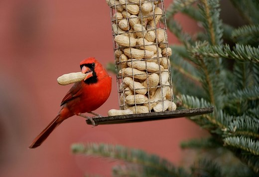 Peanuts in the Shell vs. Shelled Peanuts for Birds