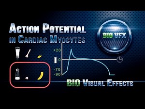 Action Potential in Cardiac Myocytes