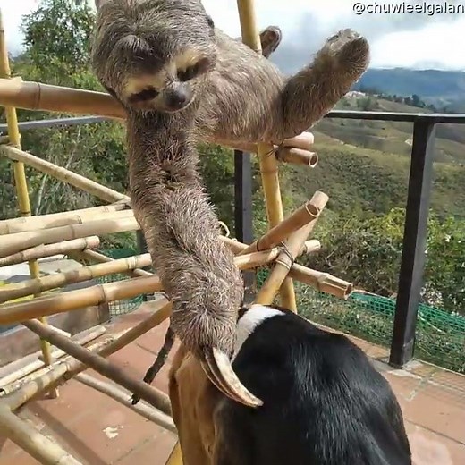 Rescued Sloth Cuddles Beagle Friend || ViralHog