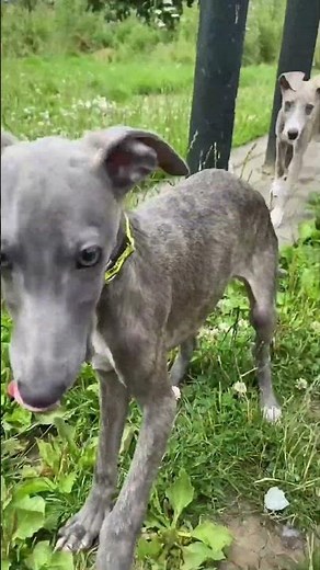 Playful Whippet Pups! | Dogs Trust